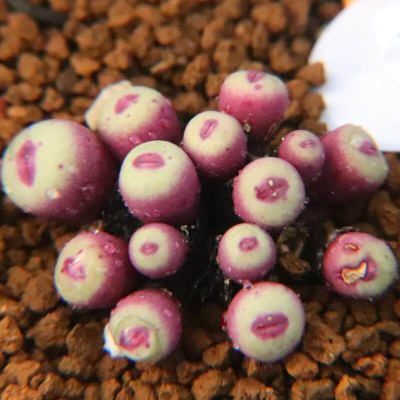 肉锥小红一物一拍1380b红嘴sub小型多肉植物多肉植物