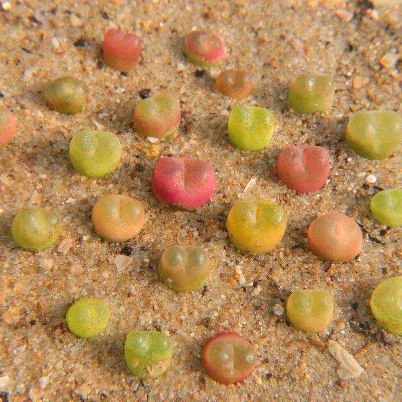 肉锥o泡 一物一拍 mg.1798.78latum 毛汉尼系多肉 考拉农场