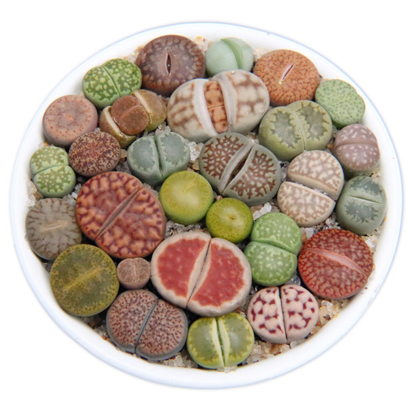 特价包邮彩色生石混合超彩南非混拼盆组合多肉石多肉植物