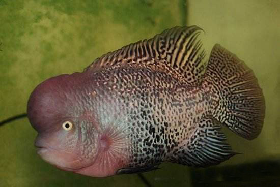 观赏鱼泰国进口亚成起头大罗汉鱼苗活体鱼