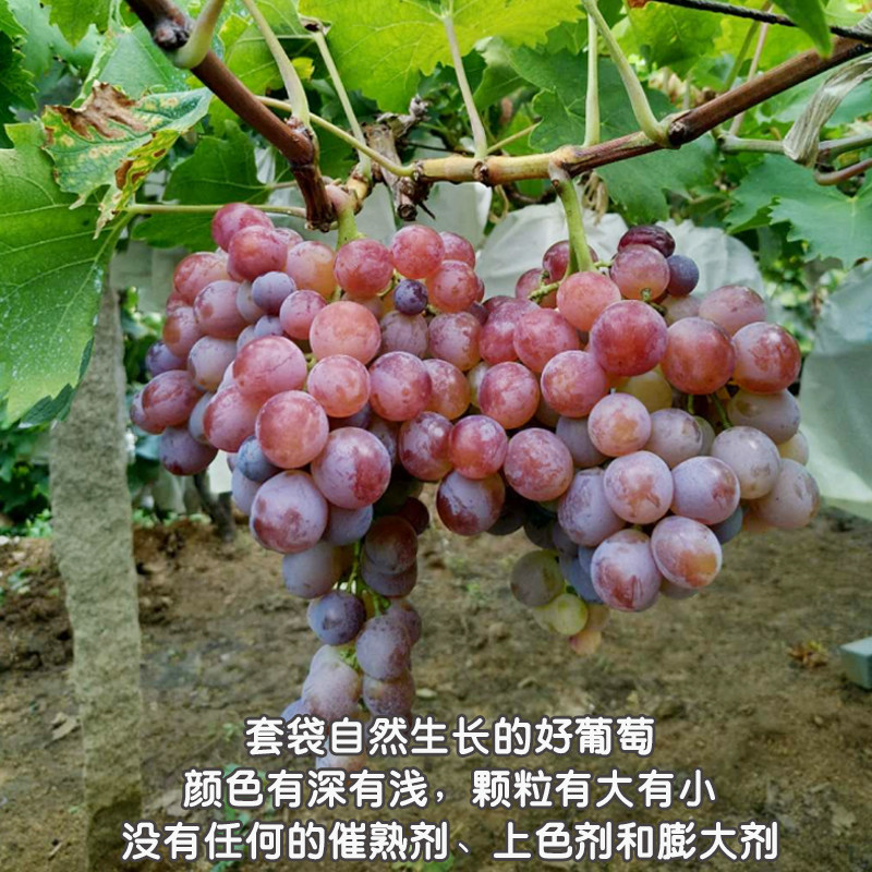 金奖葡萄山东青岛大泽山玫瑰香葡萄新鲜孕妇水果4斤顺风空运包邮