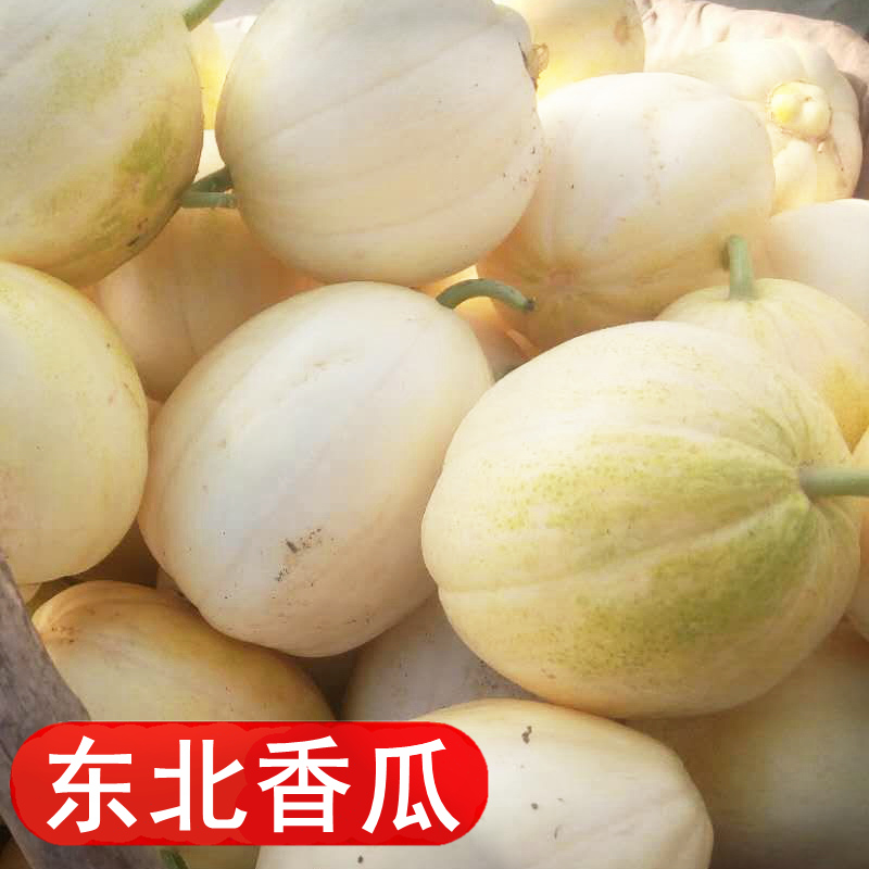 香瓜甜瓜新鲜农家现摘脆甜东北白皮花皮小香甜瓜