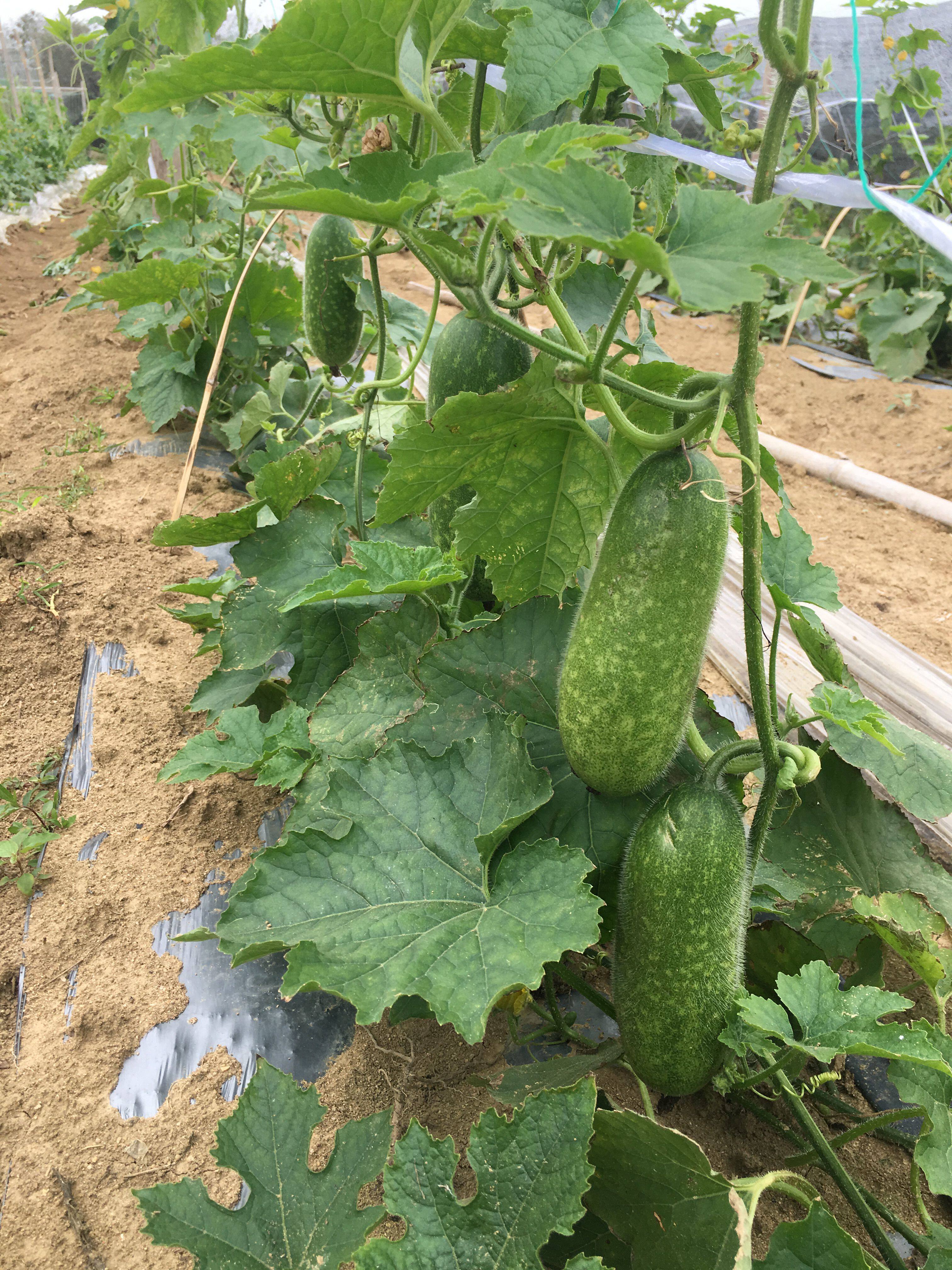 冬瓜新鲜广西农家自种毛节瓜嫩毛应季蔬菜现摘其它