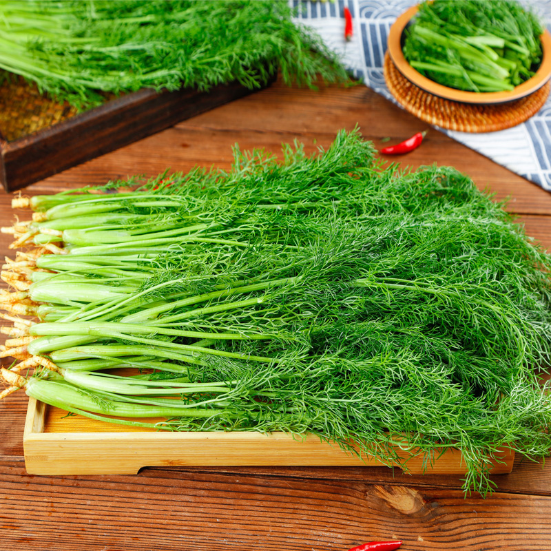 茴香菜新鲜4斤包邮山东农家时令蔬菜现割带根小茴香苗