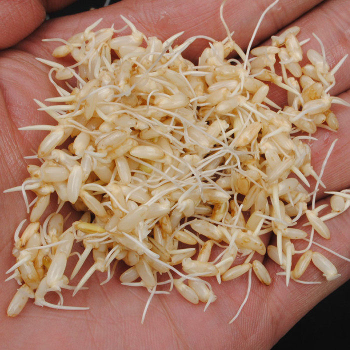 糙米花香2021年东北真空新稻营养食用发芽包邮大米