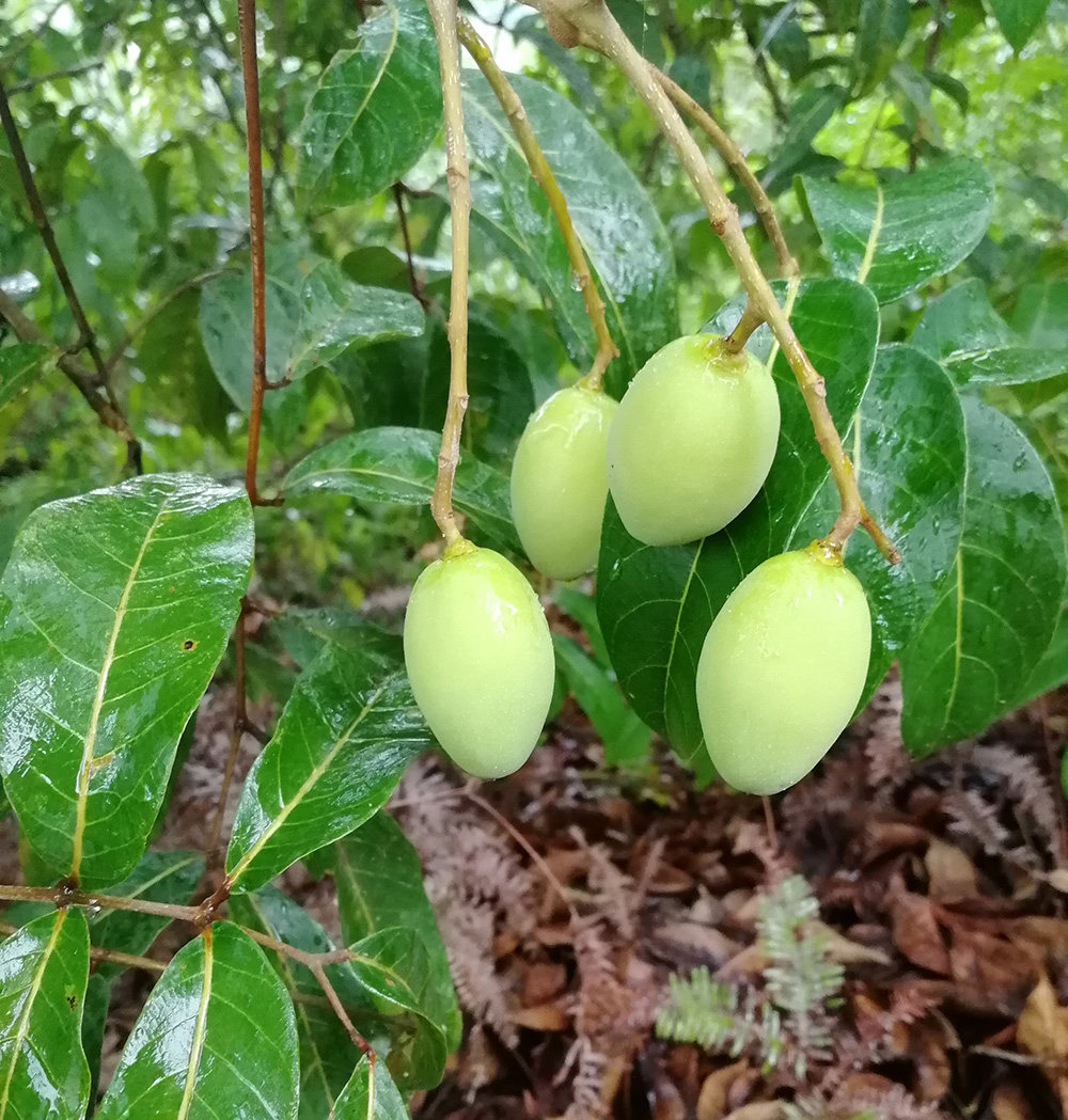 高州新鲜黄榄黑榄角2斤橄榄现摘现发茂名包邮其它