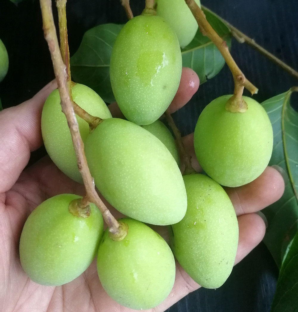 高州新鲜黄榄黑榄角2斤橄榄现摘现发茂名包邮其它