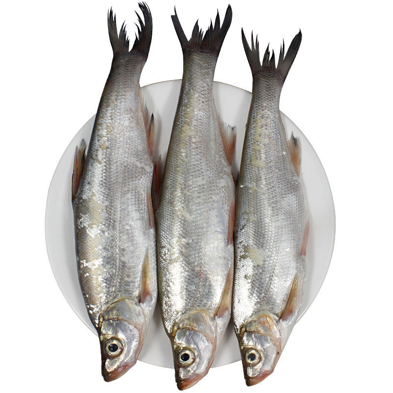 翘嘴凸农新鲜大白刁白鱼刁子鱼白顺丰顺丰包邮淡水鱼类