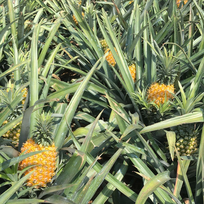 精选大果新鲜香水菠萝10斤