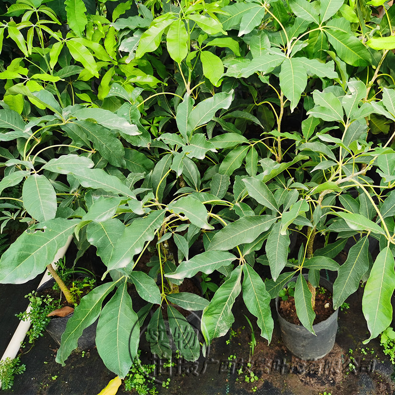 水果新品上市冰淇淋大果白柿正品嫁接南北方种植阳台果树