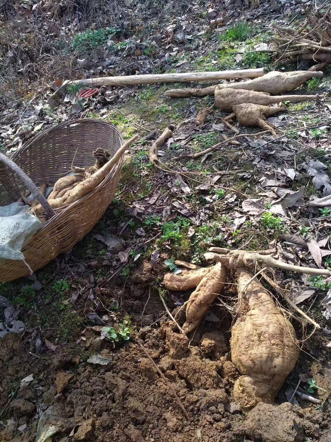正宗深山野生葛根纯正特产天然农家老柴葛粉代葛根