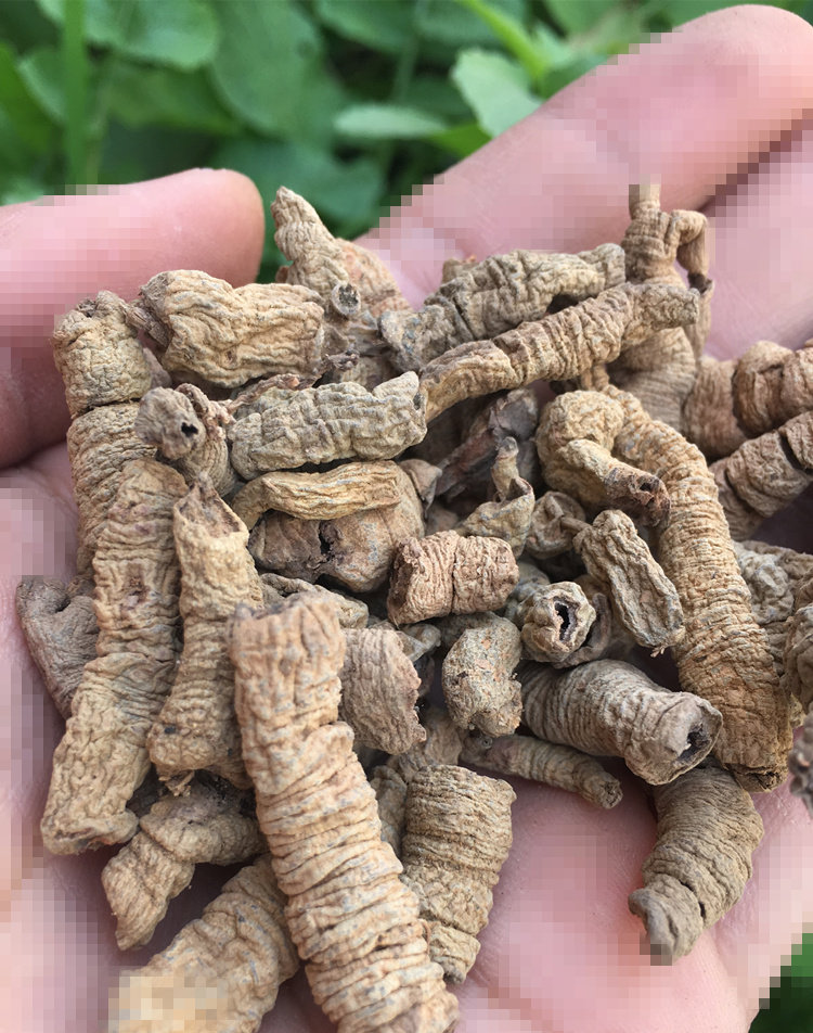 巴戟巴戟天干货250克泡酒料抽芯心另售菟丝子锁阳其他药食同源食品