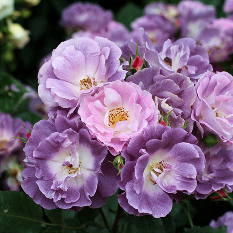 浓香月季月季花花苗盆栽蓝色梦想花量巨大花香浓郁阳台百变造型香皂