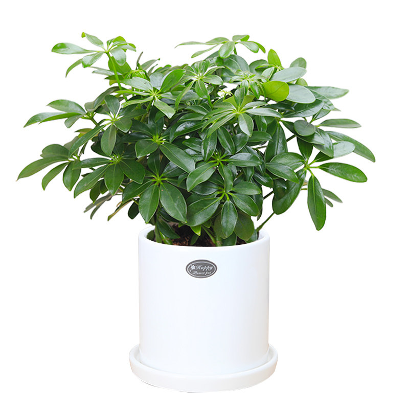 鸭掌鸭脚木七叶莲绿植小盆盆栽水培花卉办公办公室绿植