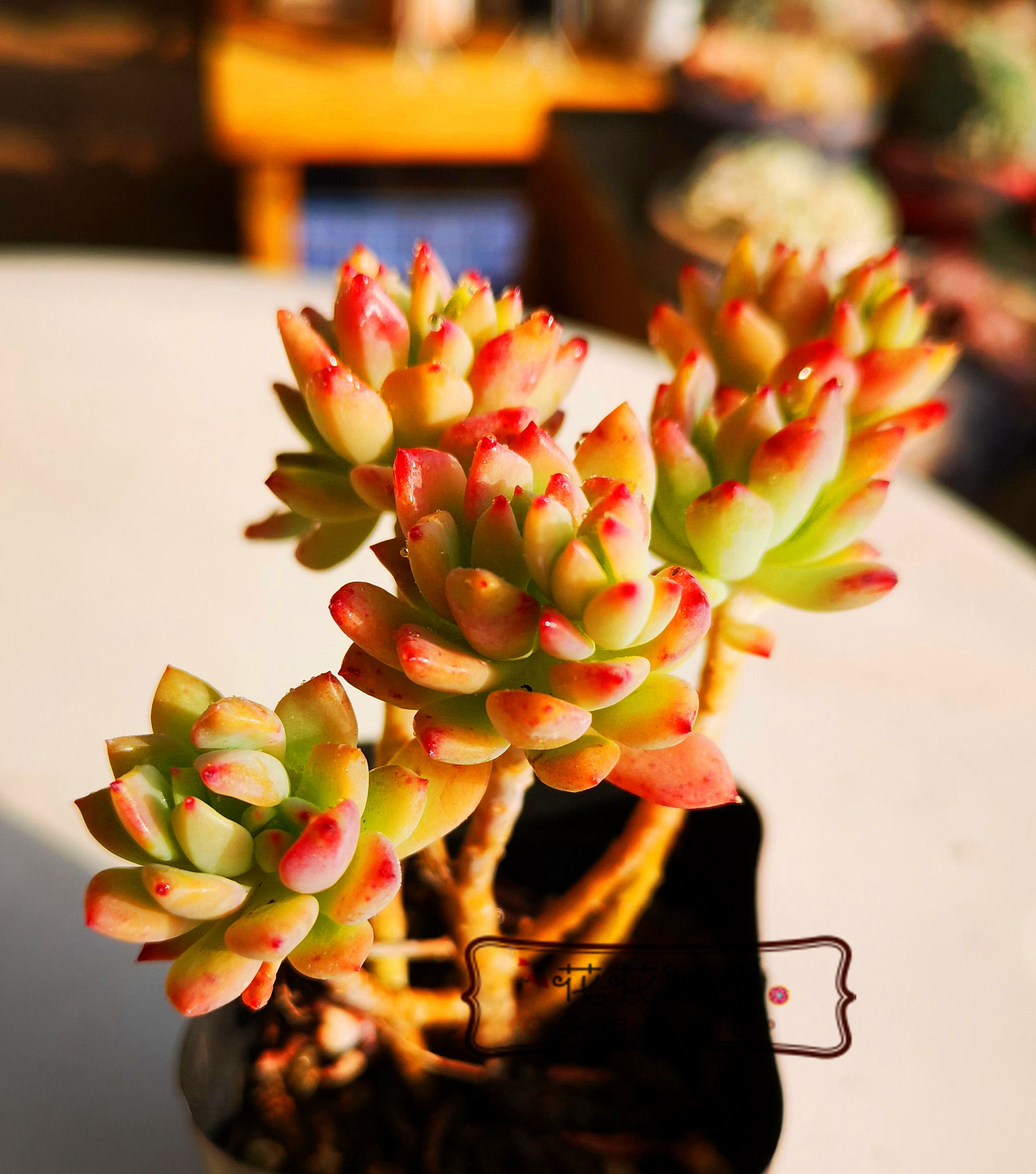 花花世界多肉植物小美女群生小老桩新手养肉办公室阳台多肉植物