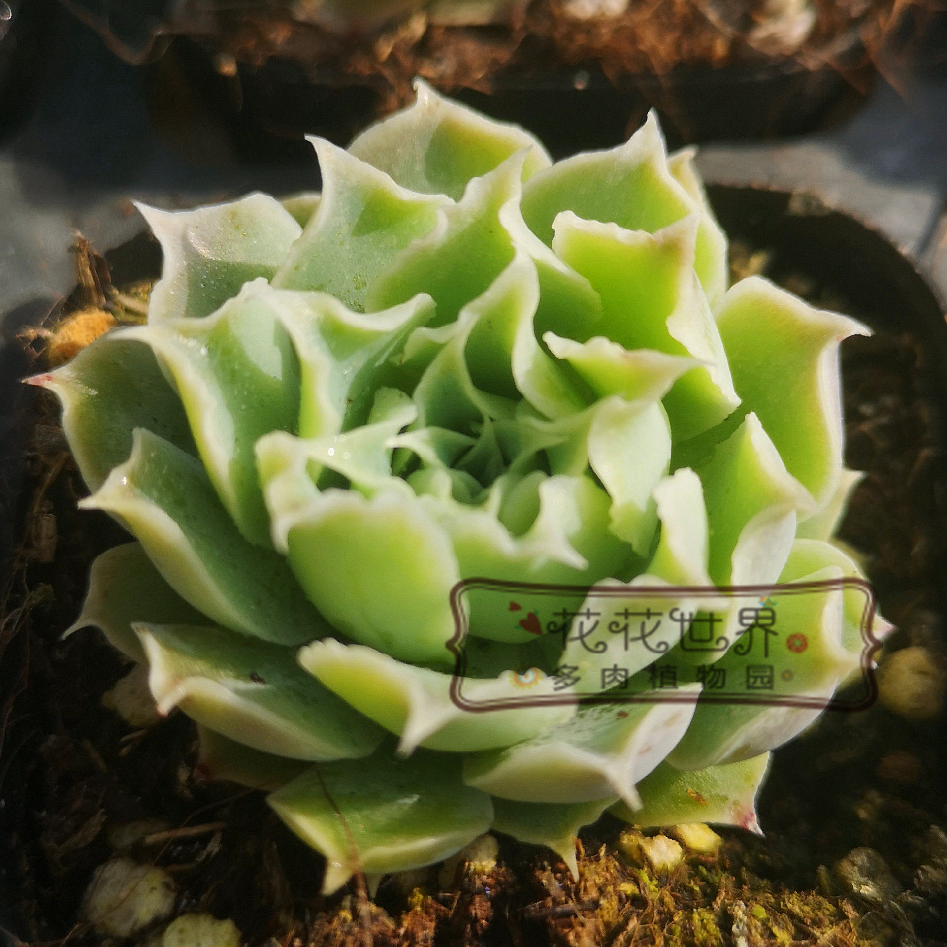 花花世界多肉丝绒拉古娜皱叶月影稀有有多花卉绿植多肉植物