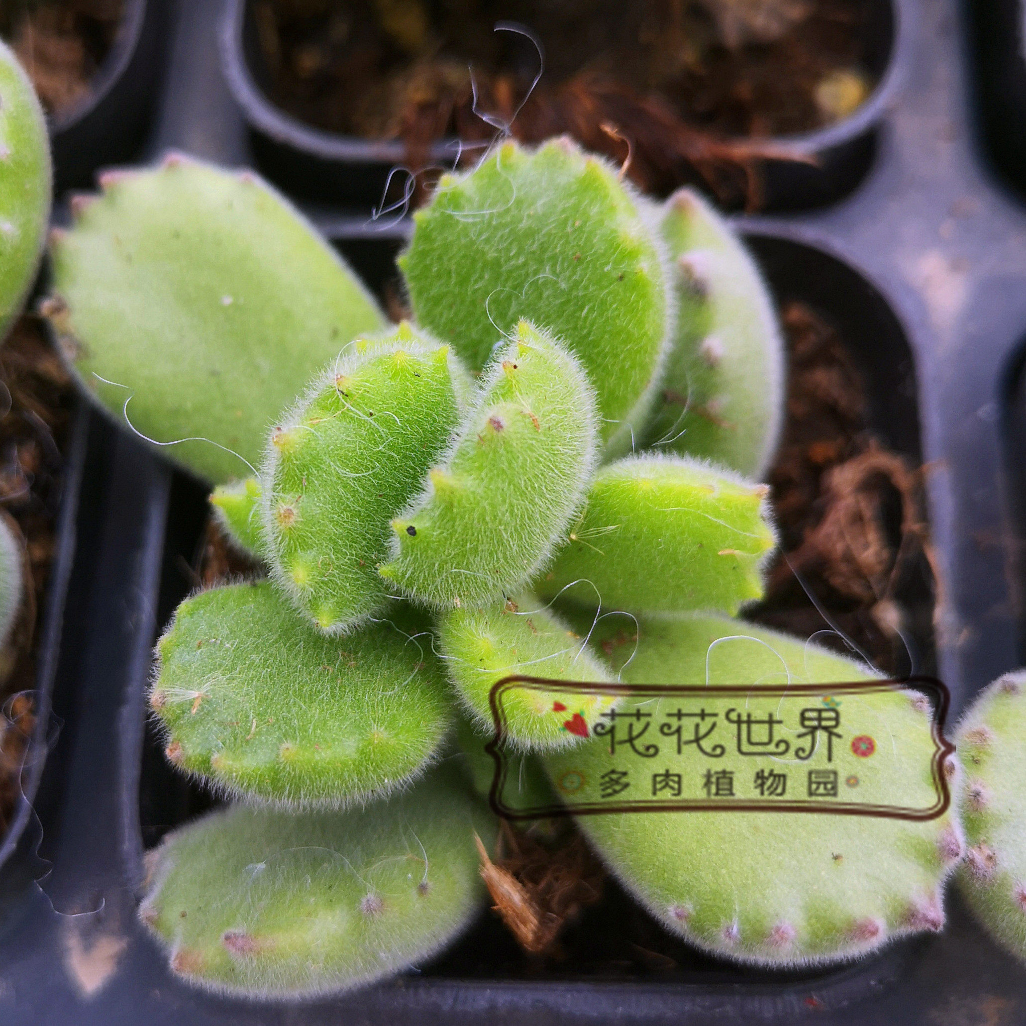 多肉花花世界熊童子童子绿熊熊爪多头群生毛茸茸植物多肉植物