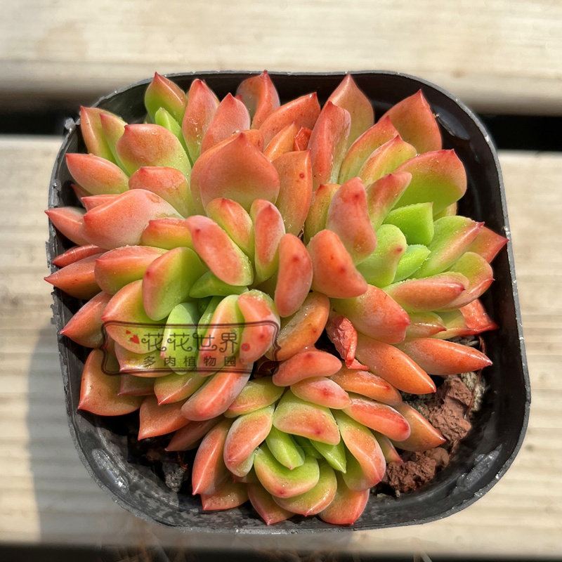 多肉花花世界芬达糖雪群生多头橙色办公室阳台绿植多肉植物