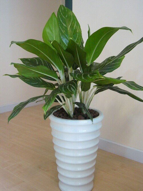 白雪公主万年青绿植盆栽水培四季青观叶植物植物甲醛净化空气绿植