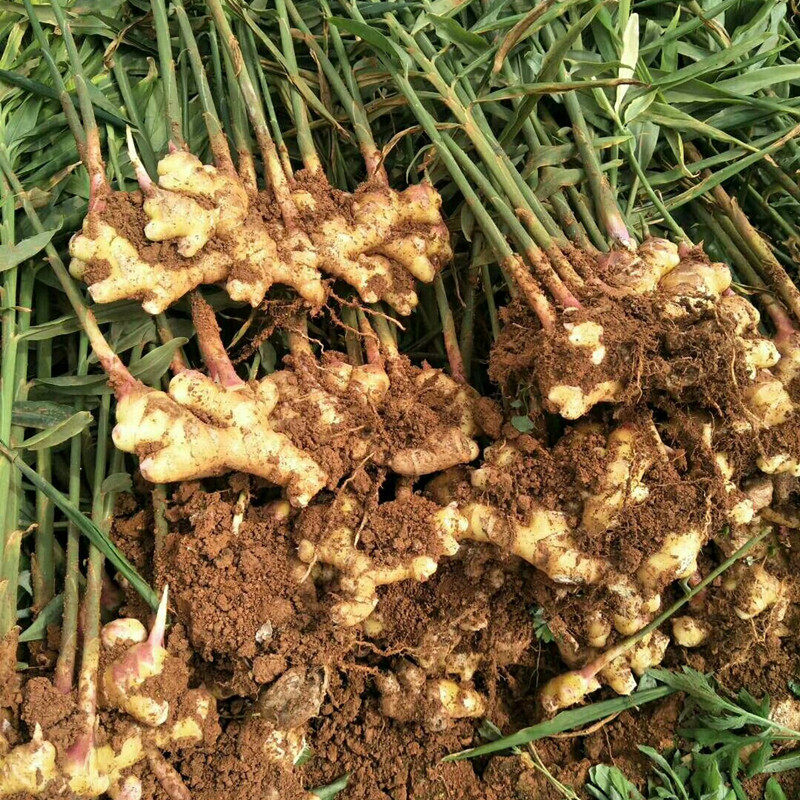 云南高原新鲜小黄姜9斤 月子姜新姜生姜野生纯黄肉土山姜非老姜母