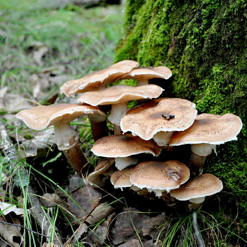 野生承德特产干货年货礼盒榛蘑大礼包750g蘑菇香菇类