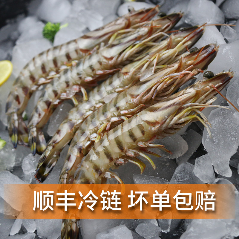 舟山野生竹节虾斑节鲜活超特特大冷冻1斤10只冻虾