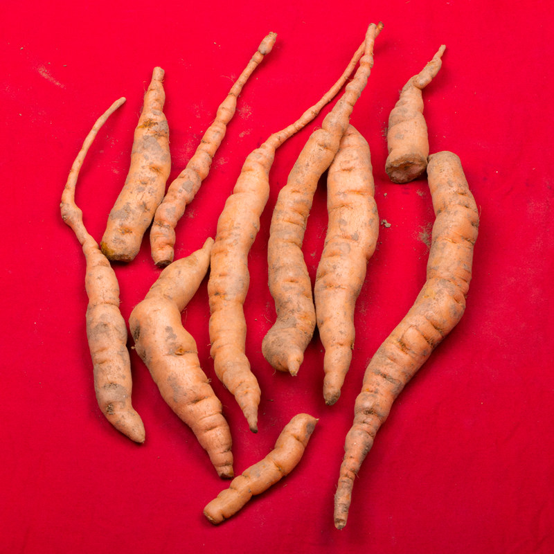 地黄野生怀药生地秧苗现挖新鲜整颗根500克包邮家庭园艺种子