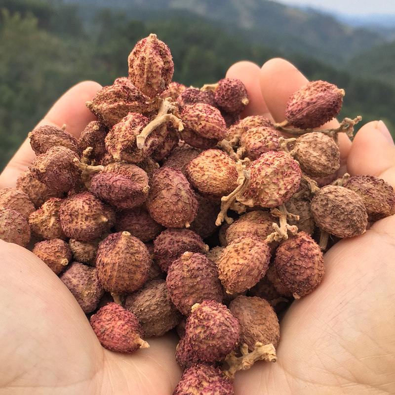 广西十万大山春砂60g农家特级野生特产煲汤砂仁