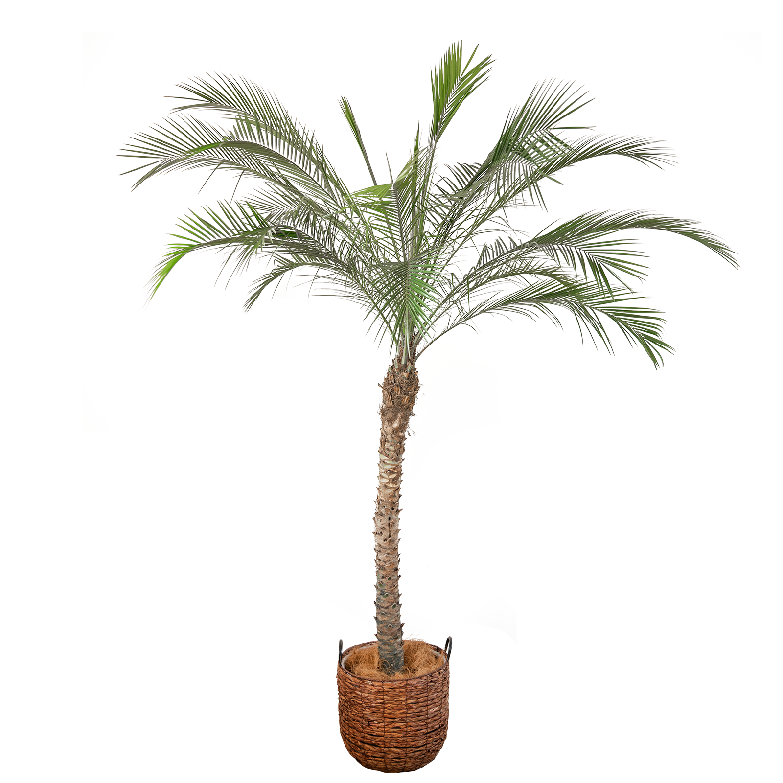 叶针葵室内庭院阳台大型植物盆栽热带风格椰子树大型绿植