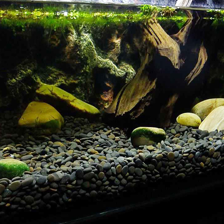 沙黑铁胆鳖虾棕沙南美底砂装饰水族箱造景鱼缸造景