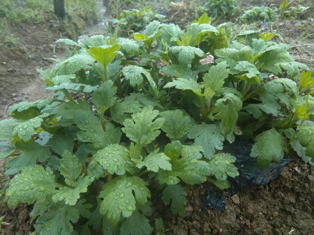 菊花苗食用泡茶黄菊花苗盆栽阳台室内绿植物花卉金丝皇