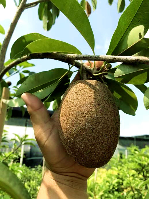 特大果软枝人心果树树苗人参果四季结果大苗成树带果树