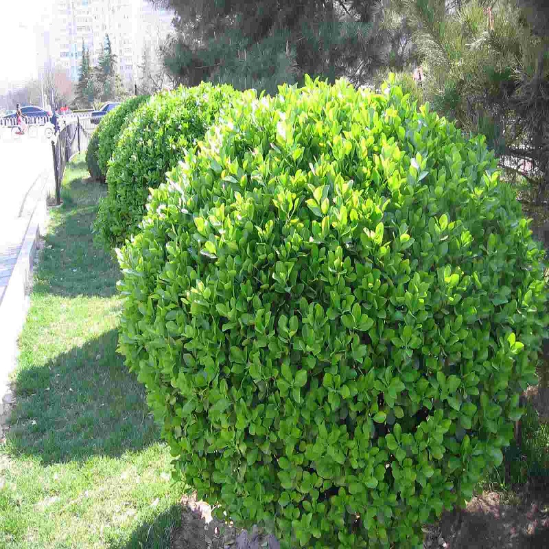 园林绿化苗木庭院围墙植物冬青青苗绿篱大叶黄杨观叶