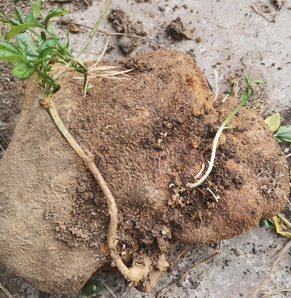 包邮罗锅底金龟蛇莲锅底曲莲贵州药材中草新鲜其他药食同源食品