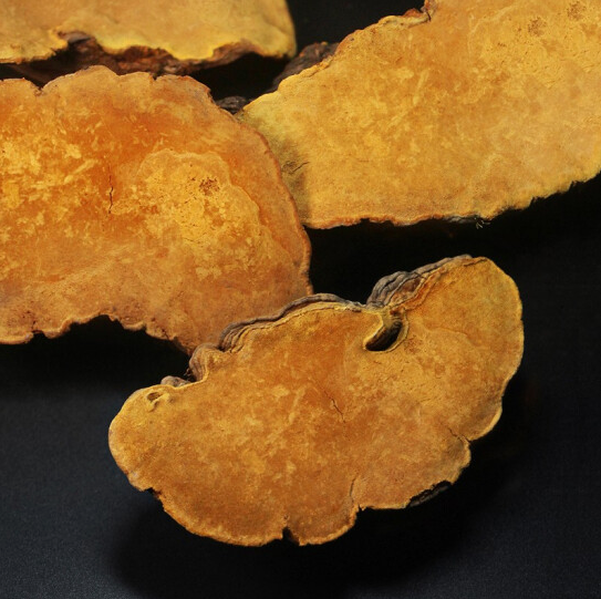 西藏自治区野生正品桑树特级整朵桑黄菌种灵芝500g整枝灵芝