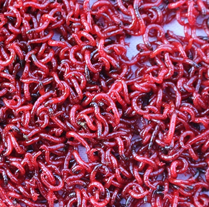 活饵小虫红虫喂鱼冰冻鲜活特大号小公虫拉饵红台钓饵