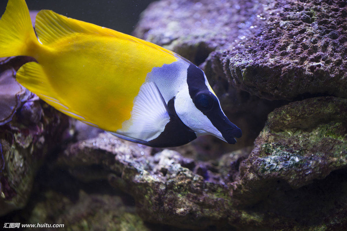 印尼爱好顺丰生物热带鱼海活体观赏可爱黄狐狸海水鱼