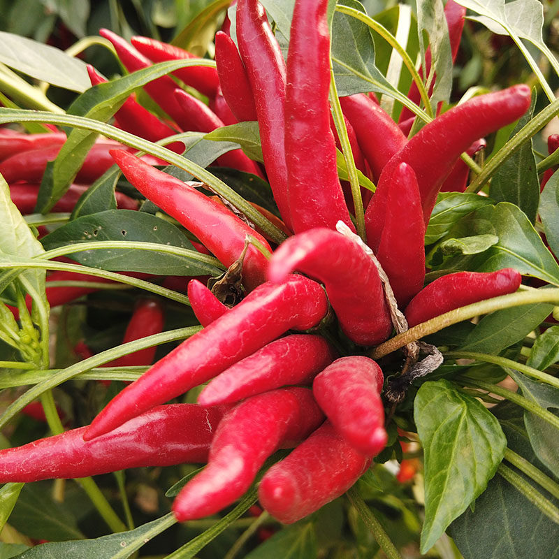 四季蔬菜高产盆栽秧苗小米红辣椒簇生小红辣椒家庭园艺种子