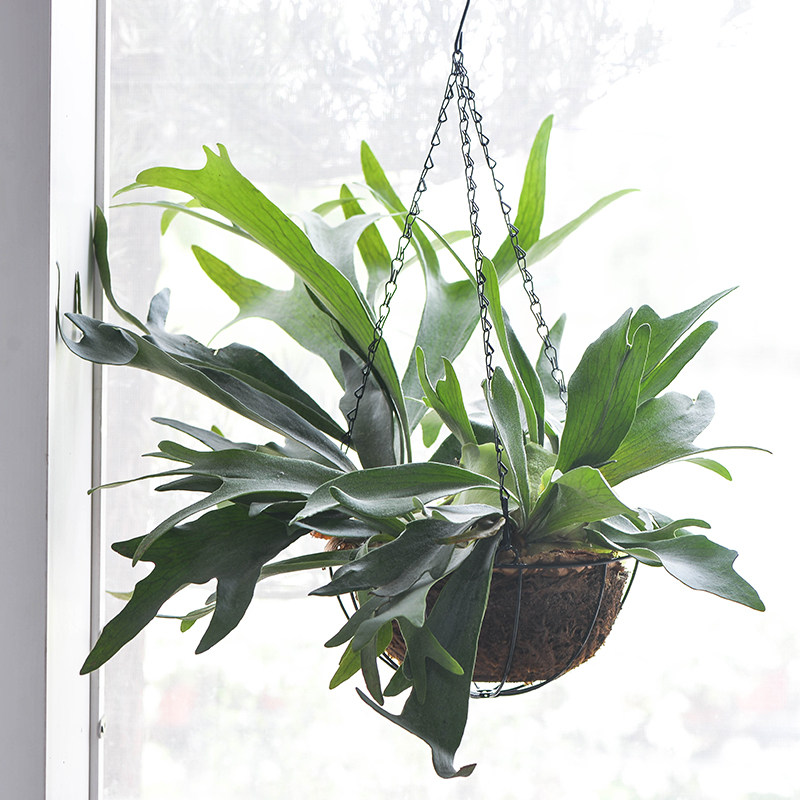 鹿角暖暖半岛形状特色北欧ins可垂稀有新奇绿植