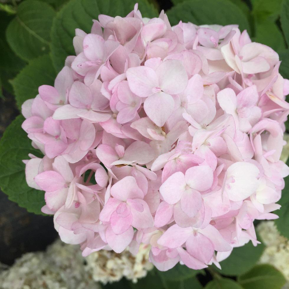 暖暖半岛 无尽夏新娘 花期长白色绣球八仙花大花球强烈推荐