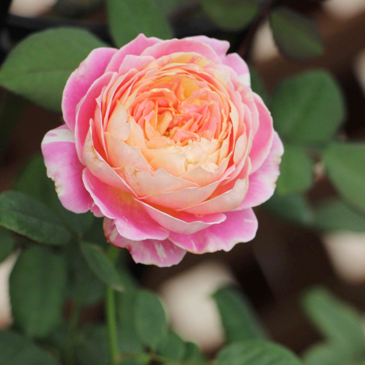 暖暖半岛莫奈法国月季条纹欧月玫瑰盆栽阳台时令草本花卉