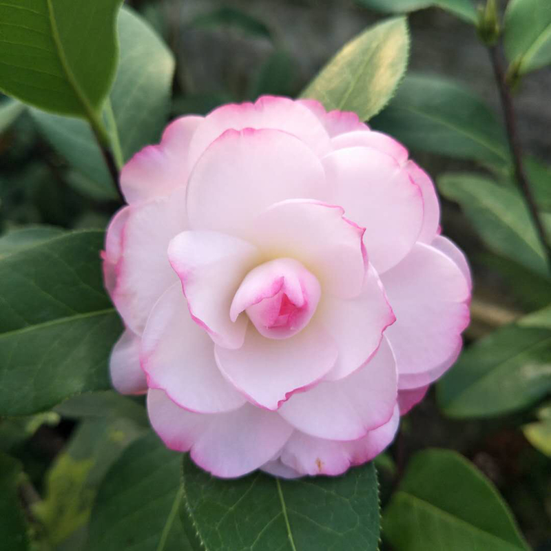 茶花新品种姚黄魏紫云名贵稀有嫁接原生树苗庭院时令草本花卉