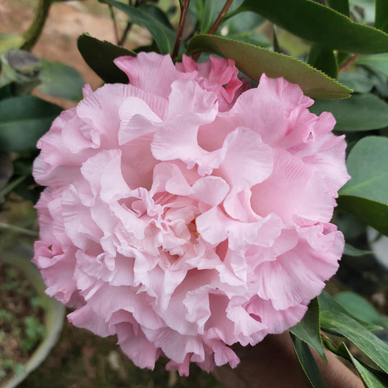 名贵稀有进口进口品品种依莲贝蒂山茶花树苗盆栽时令草本花卉