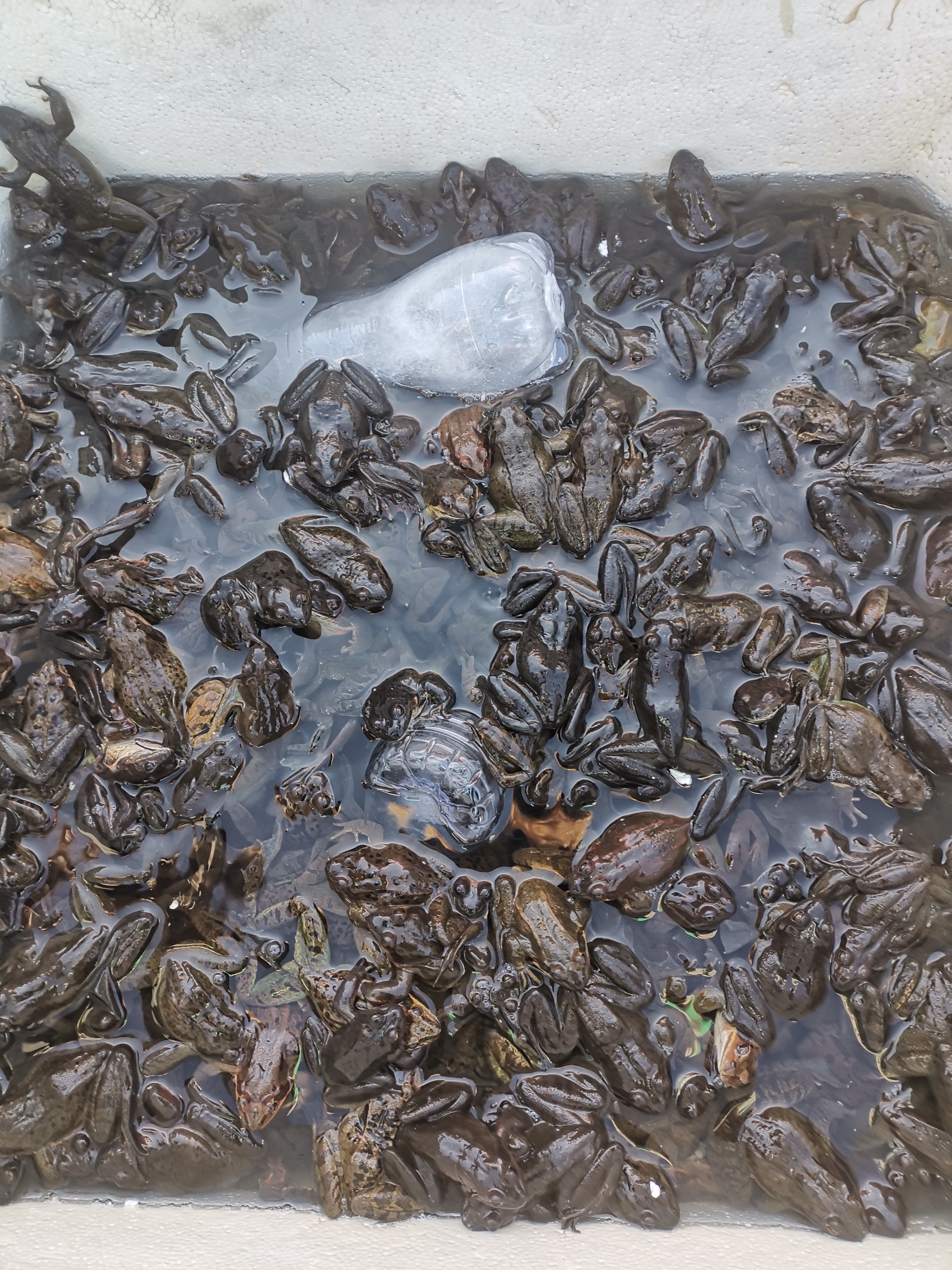 1斤23只东北吉林长白山鲜活公林蛙活体蛤蟆大公狗500g3斤包邮顺丰