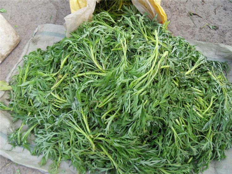 东北长白山野生柳蒿新鲜白蒿水吉林山野菜蘸酱1000g2其它