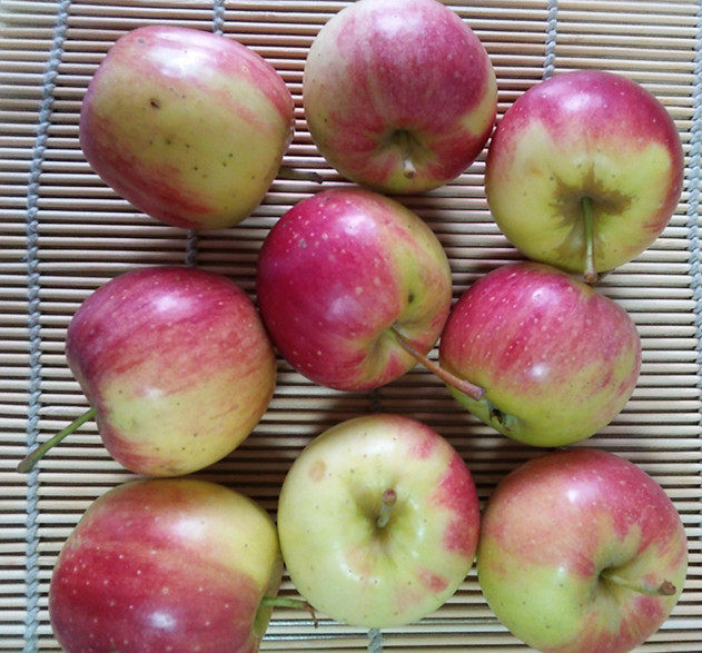 东北长白山特产农家沙果海棠棠果k9开九小苹果其它