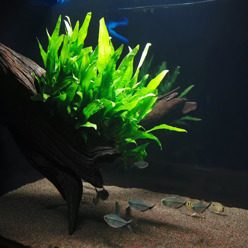 鱼缸水族箱懒人造景铁皇冠坨草活体水草淡水无土植物真水下叶水草