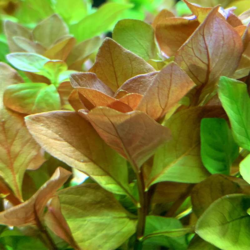 水中亚马逊水景卵叶丁香水草活体中叶中后后景水草