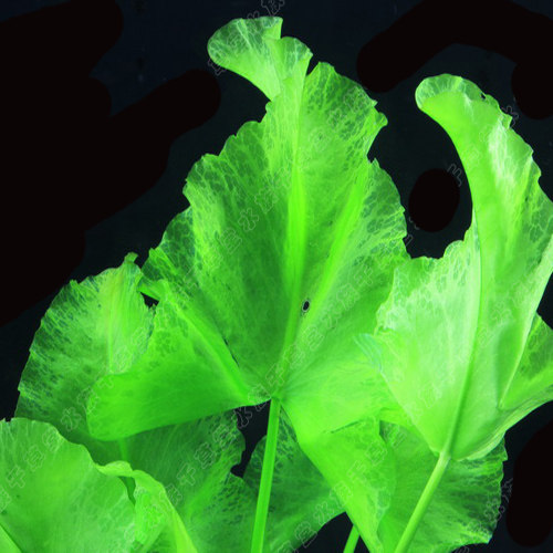 造景鱼缸水草草缸水下叶淡水淡水日本荷根青荷水草