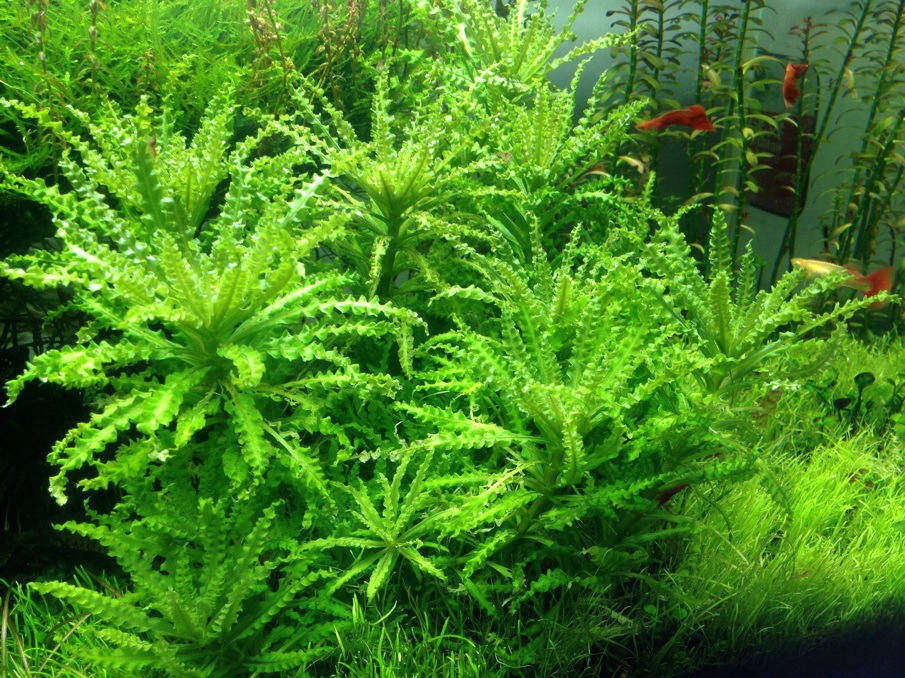 亚马逊水景馆 喷泉太阳 水草 水中叶鱼缸造景前景草